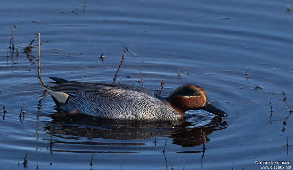 Sarcelle d'hiver mâle adulte, identification, composition