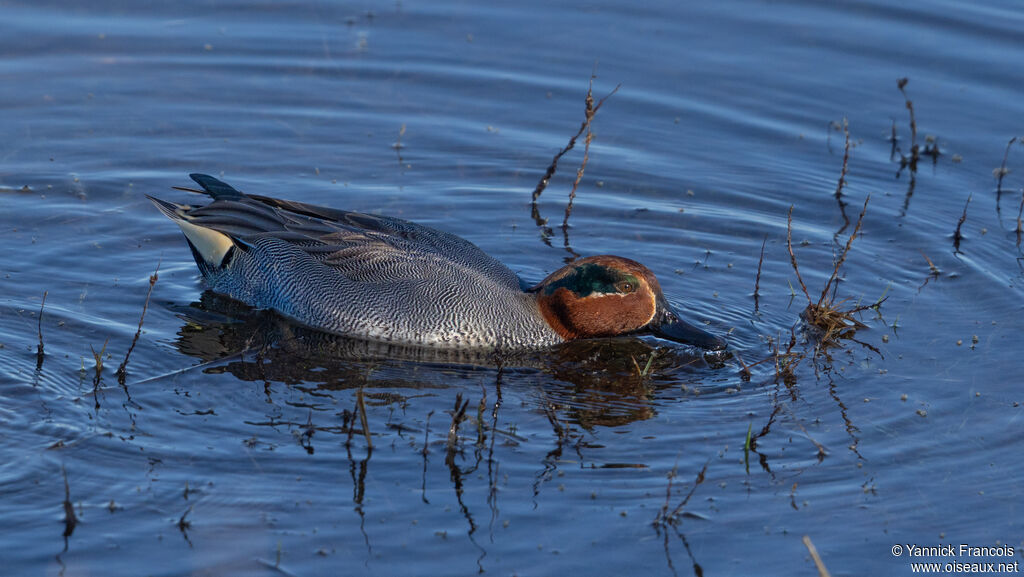 Sarcelle d'hiver mâle adulte, identification, composition