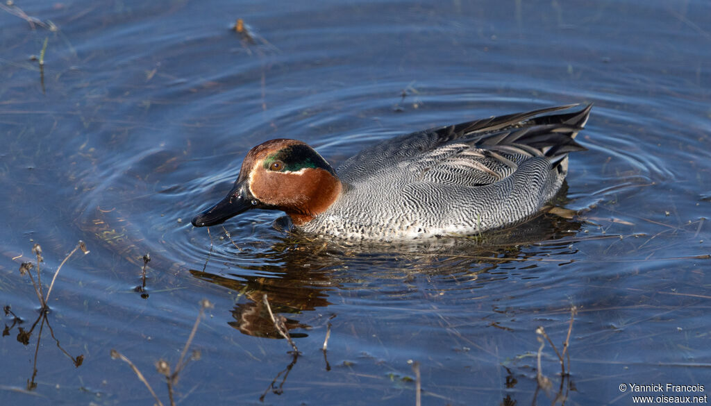 Sarcelle d'hiver mâle adulte, identification, composition