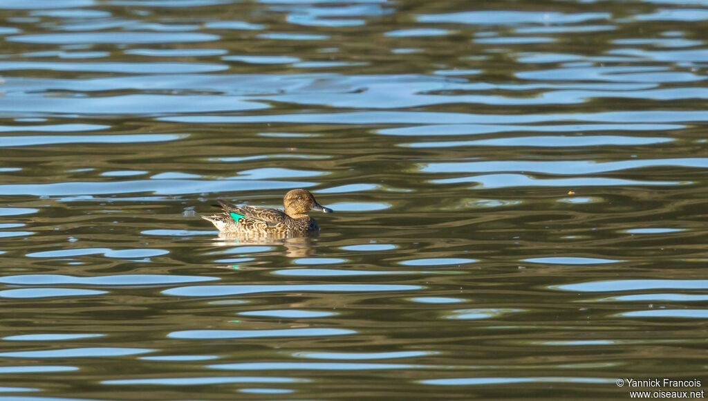 Sarcelle d'hiver femelle adulte, identification, composition