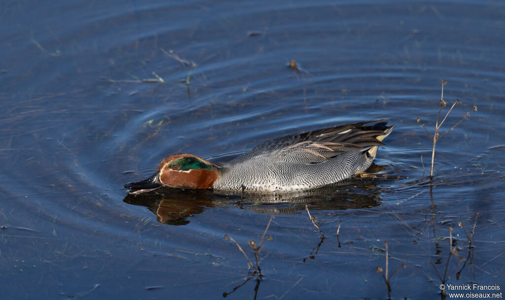Sarcelle d'hiver mâle adulte, identification, composition