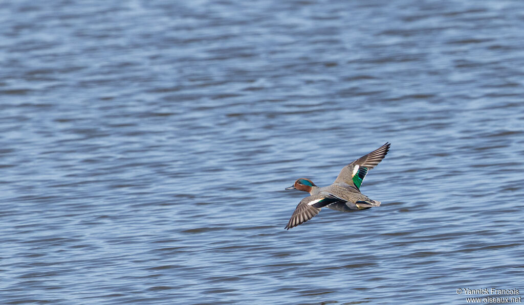 Sarcelle d'hiver mâle adulte, composition, Vol