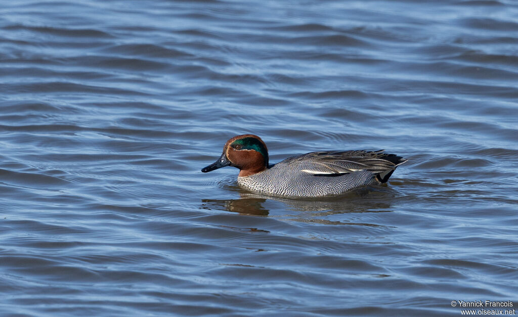 Sarcelle d'hiver mâle adulte, identification, composition