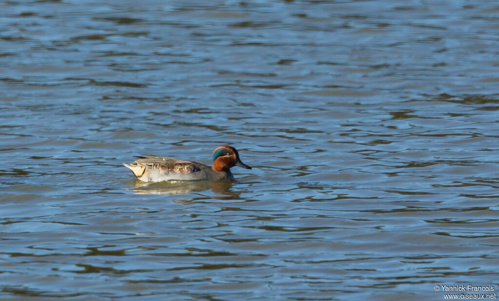 Sarcelle d'hiver mâle adulte nuptial, identification, composition