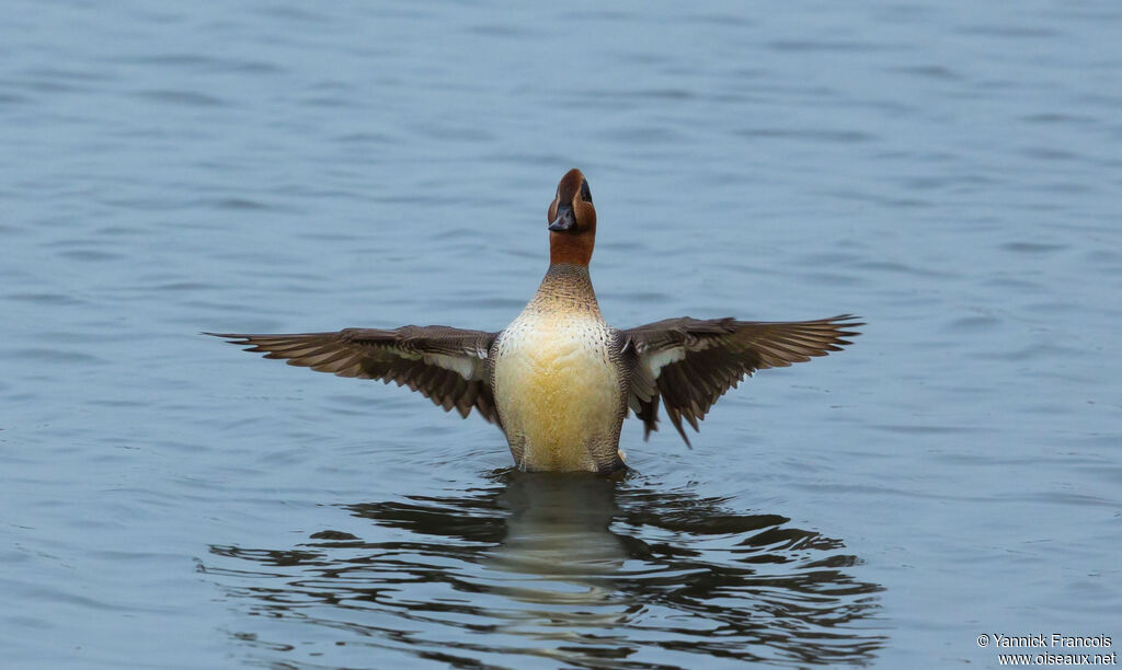 Sarcelle d'hiver mâle adulte nuptial, identification, composition