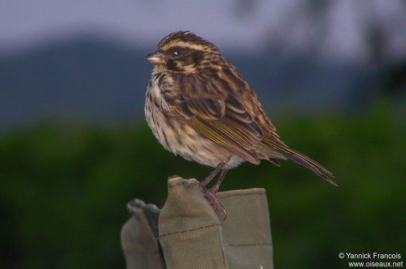 Streaky Seedeateradult, identification, aspect