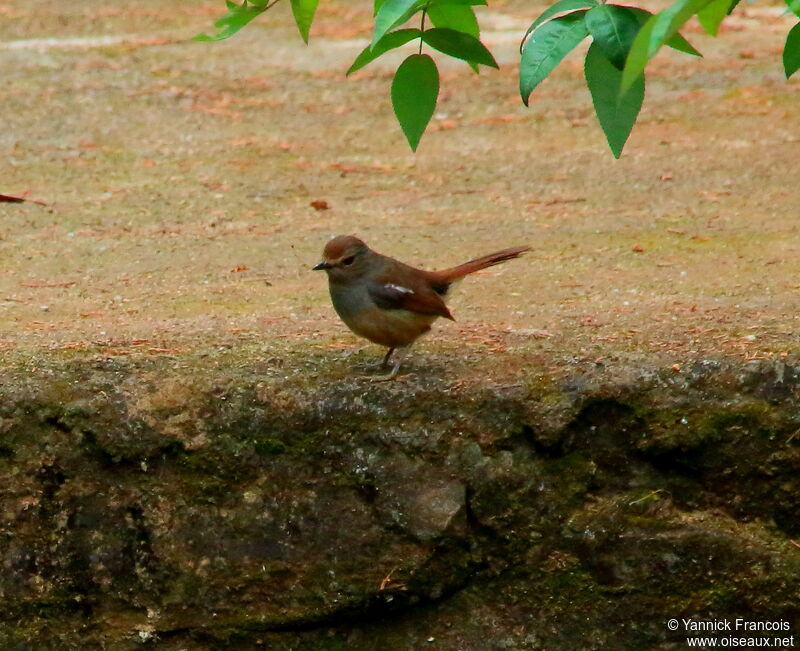 Madagascar Magpie-Robin female adult, identification, aspect