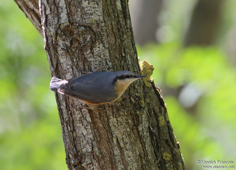 Sittelle torchepotadulte, identification, composition