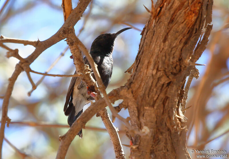 Dusky Sunbird male adult, identification, aspect