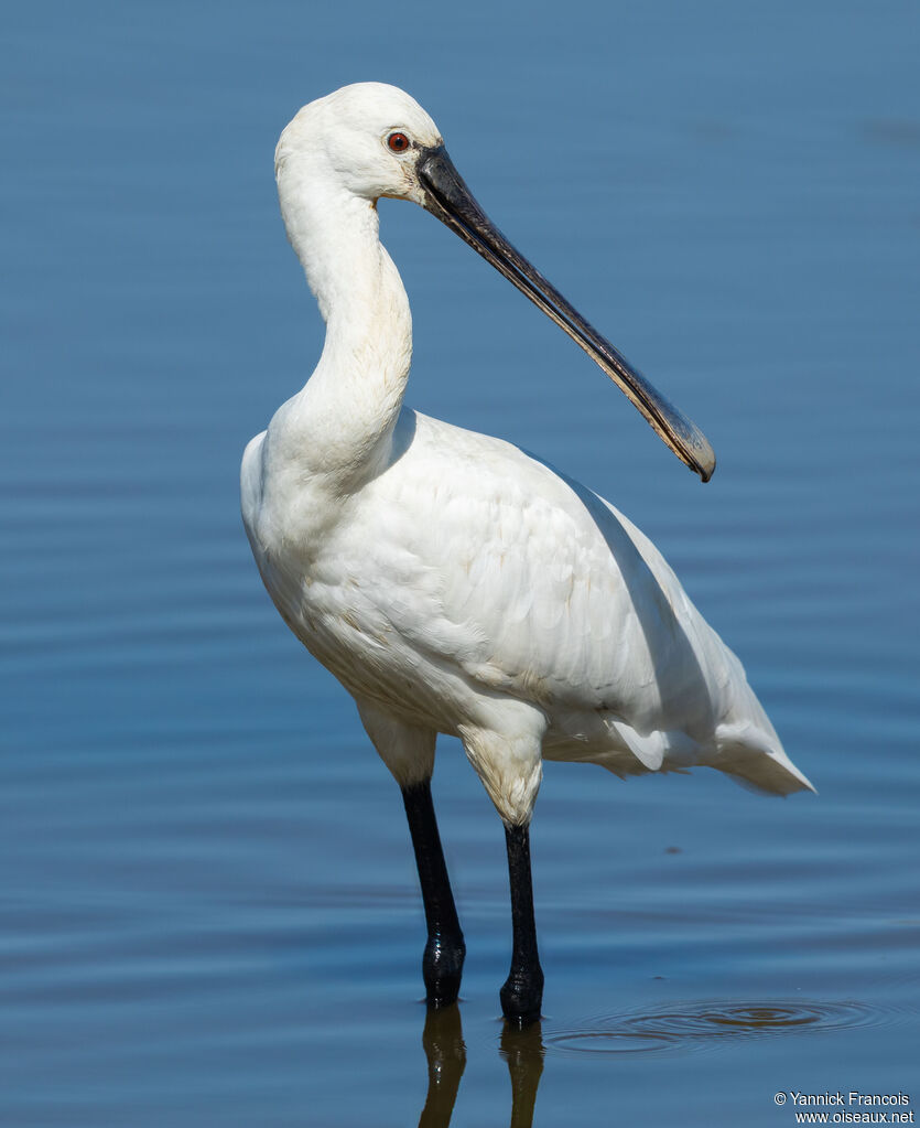 Eurasian Spoonbilladult post breeding, identification, aspect