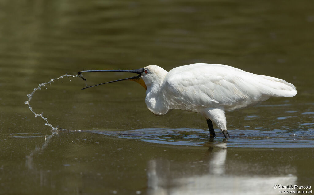 Spatule blancheadulte internuptial, identification, composition, pêche/chasse