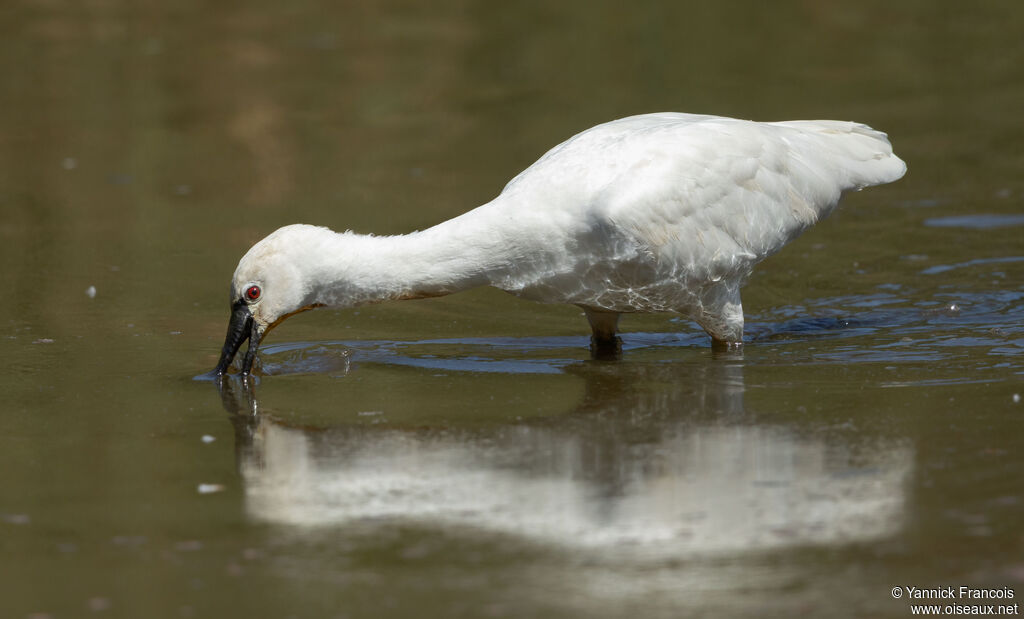 Spatule blancheadulte internuptial, identification, composition, pêche/chasse