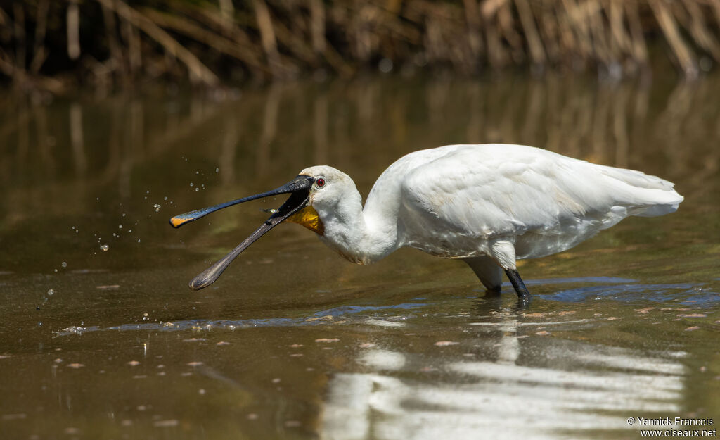 Spatule blancheadulte internuptial, identification, composition, pêche/chasse