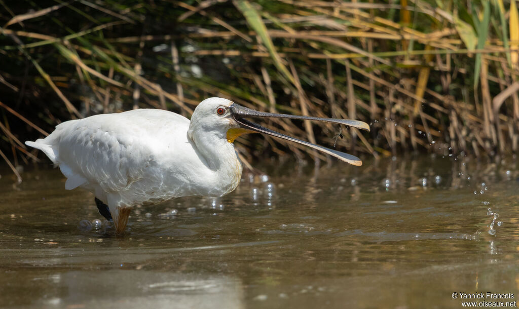 Spatule blancheadulte internuptial, identification, composition, pêche/chasse