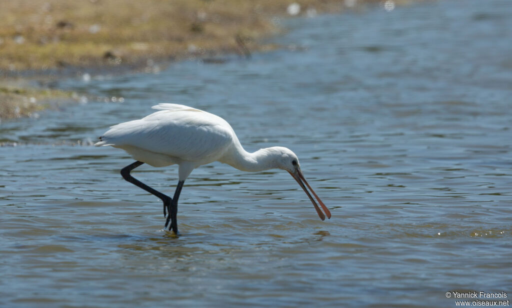 Eurasian Spoonbilljuvenile, identification, aspect, fishing/hunting