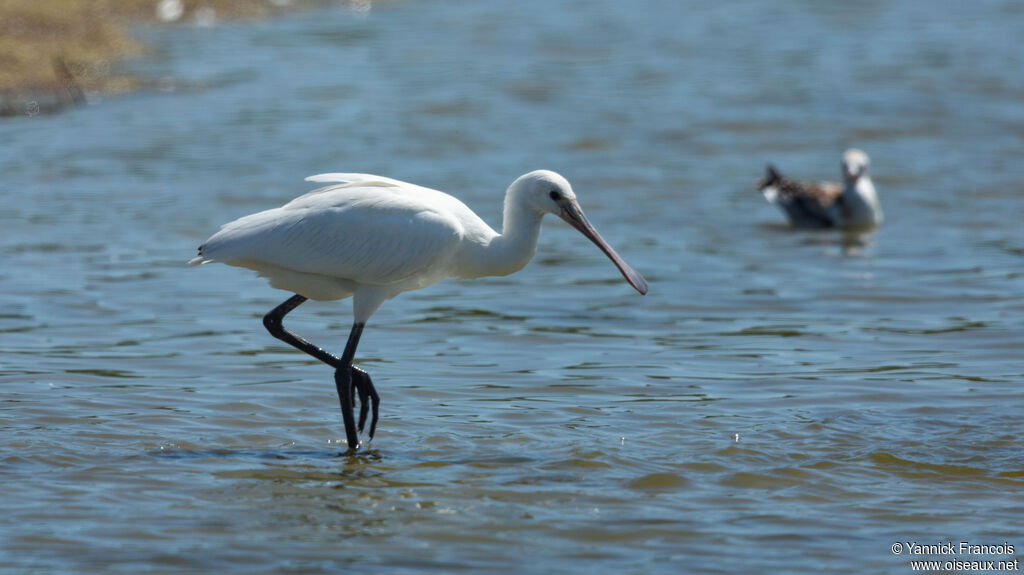 Eurasian Spoonbilljuvenile, identification, aspect