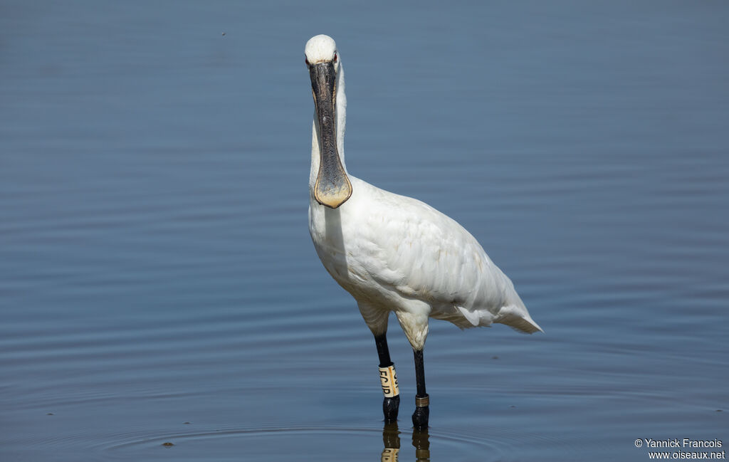 Eurasian Spoonbilladult post breeding, identification, aspect