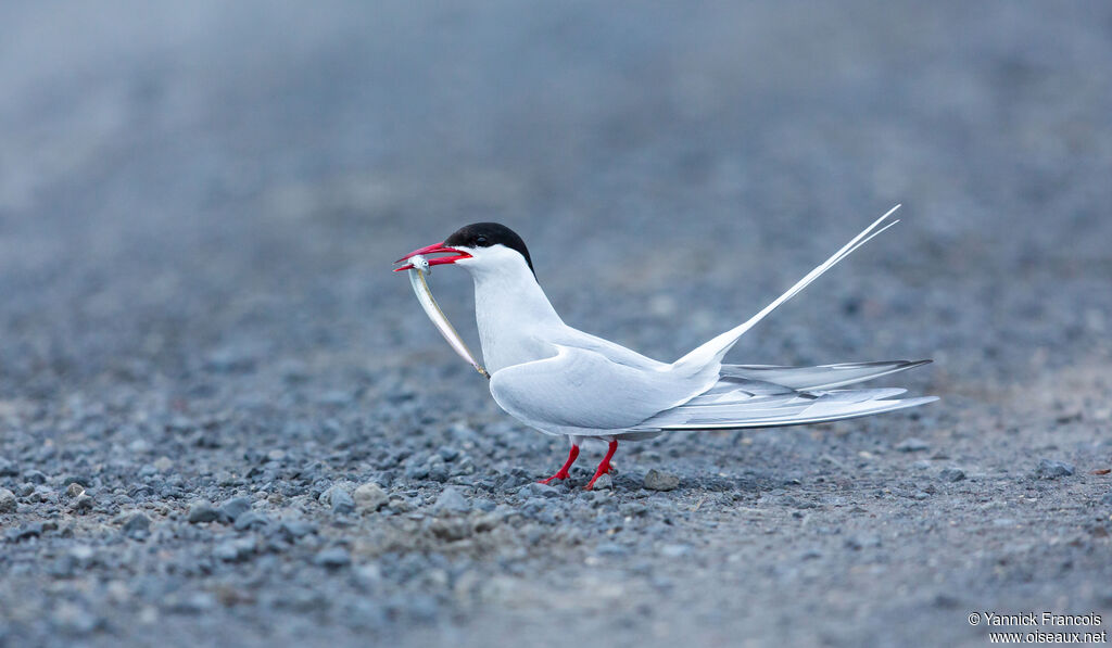 Sterne arctiqueadulte, identification, composition, mange