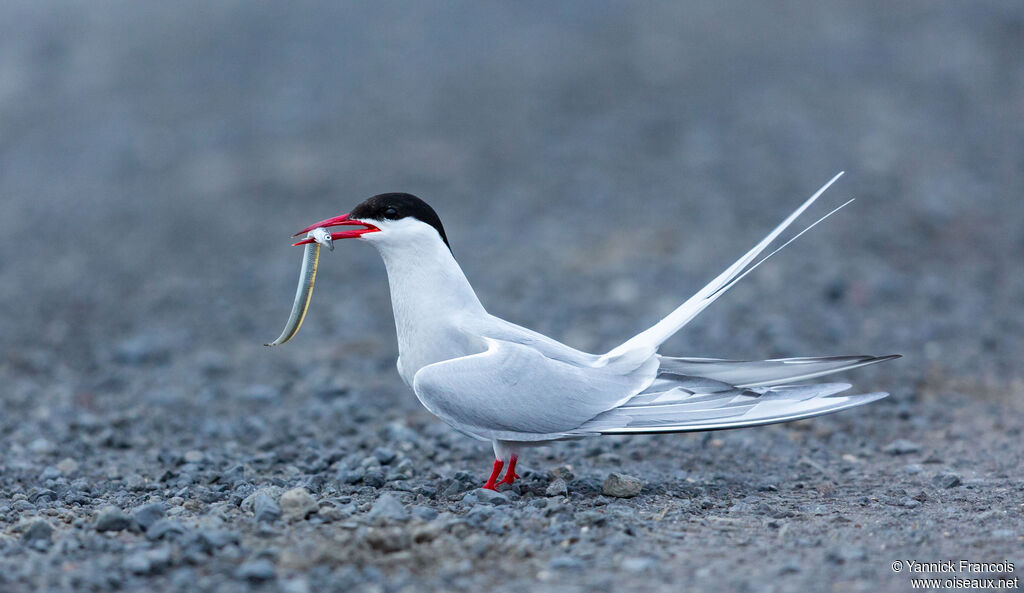 Sterne arctiqueadulte nuptial, identification, composition, mange