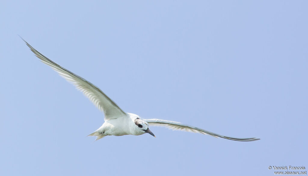 Sandwich Ternadult post breeding, aspect, Flight