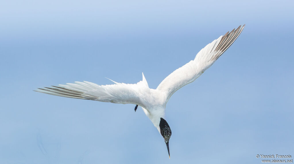 Sandwich Ternadult, aspect, Flight