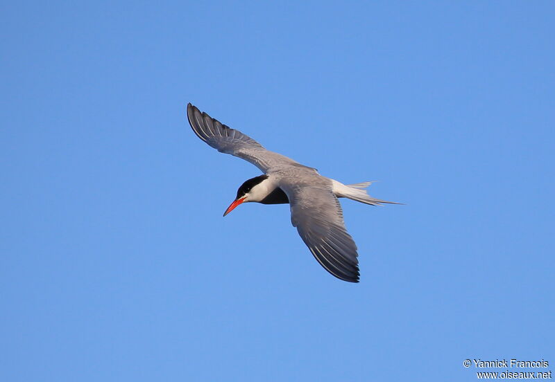 Common Ternadult breeding, aspect, Flight