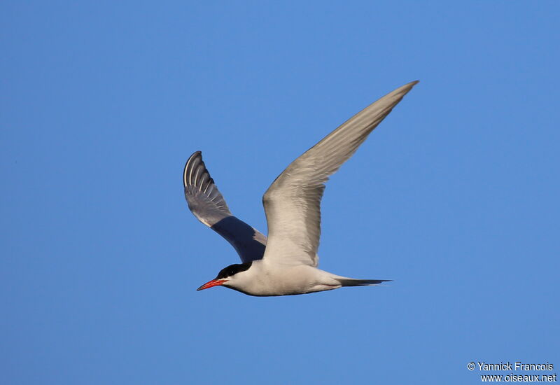 Common Ternadult breeding, aspect, Flight