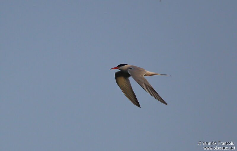 Common Ternadult breeding, aspect, Flight