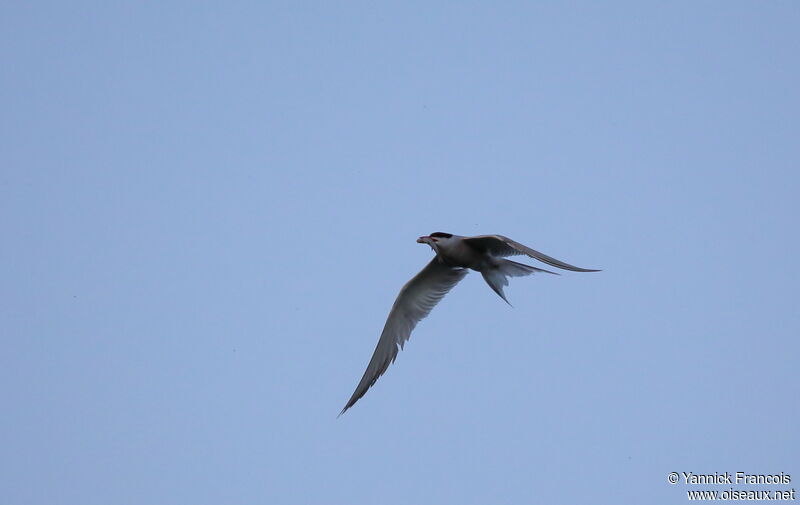 Sterne pierregarinadulte nuptial, composition, Vol, pêche/chasse