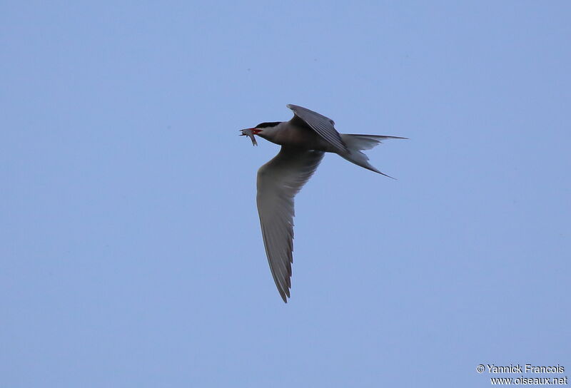 Sterne pierregarinadulte nuptial, composition, Vol, pêche/chasse