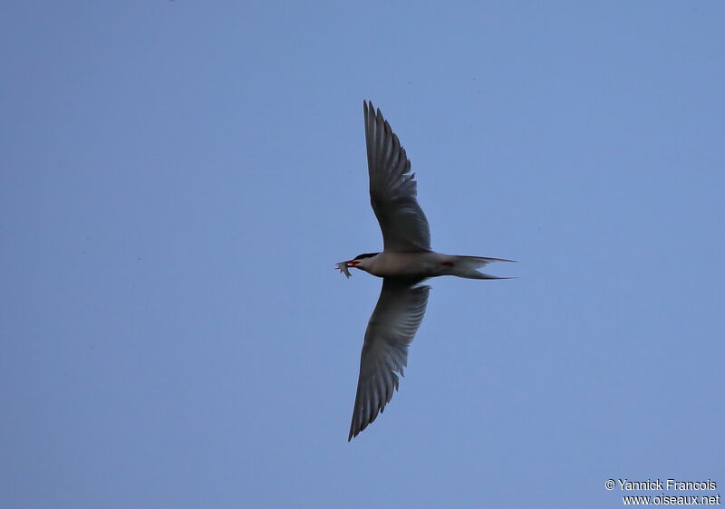 Sterne pierregarinadulte nuptial, composition, Vol, pêche/chasse