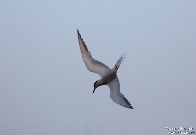 Sterne pierregarinadulte nuptial, composition, Vol, pêche/chasse