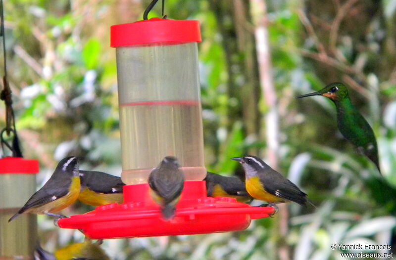 Bananaquitadult, aspect, eats