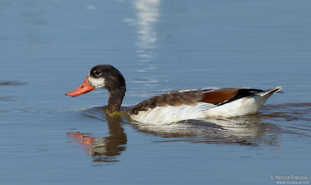 Common Shelduckimmature, identification, aspect
