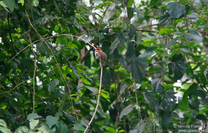 Chestnut-capped Puffbirdadult, habitat, aspect