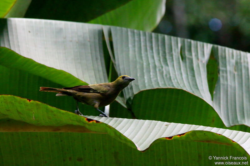 Tangara des palmiersadulte, habitat, composition