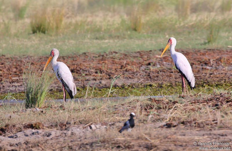 Tantale ibisadulte, habitat, composition