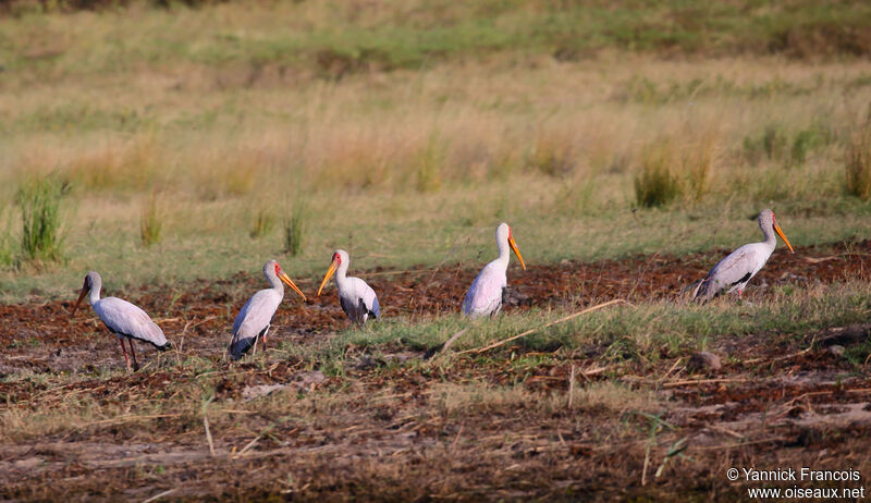 Tantale ibisadulte, habitat, composition