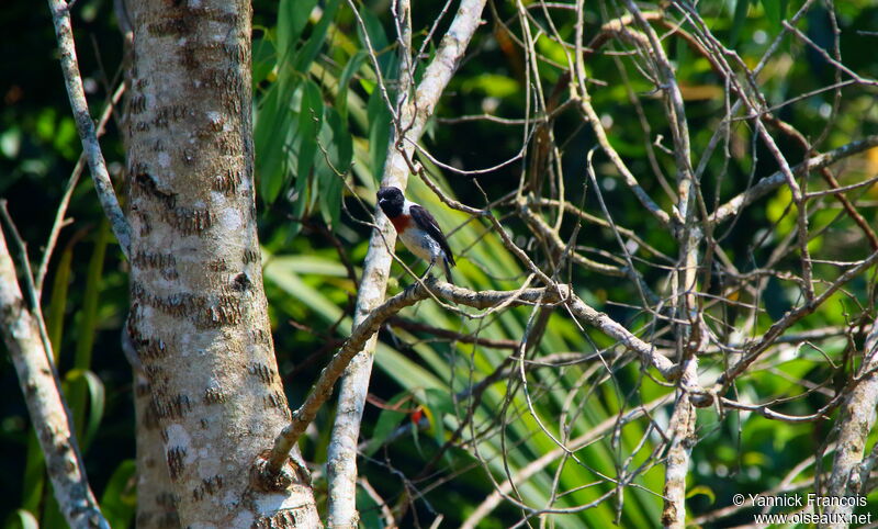 Tarier de Madagascar mâle adulte, habitat, composition