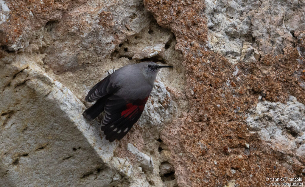 Tichodrome échelette