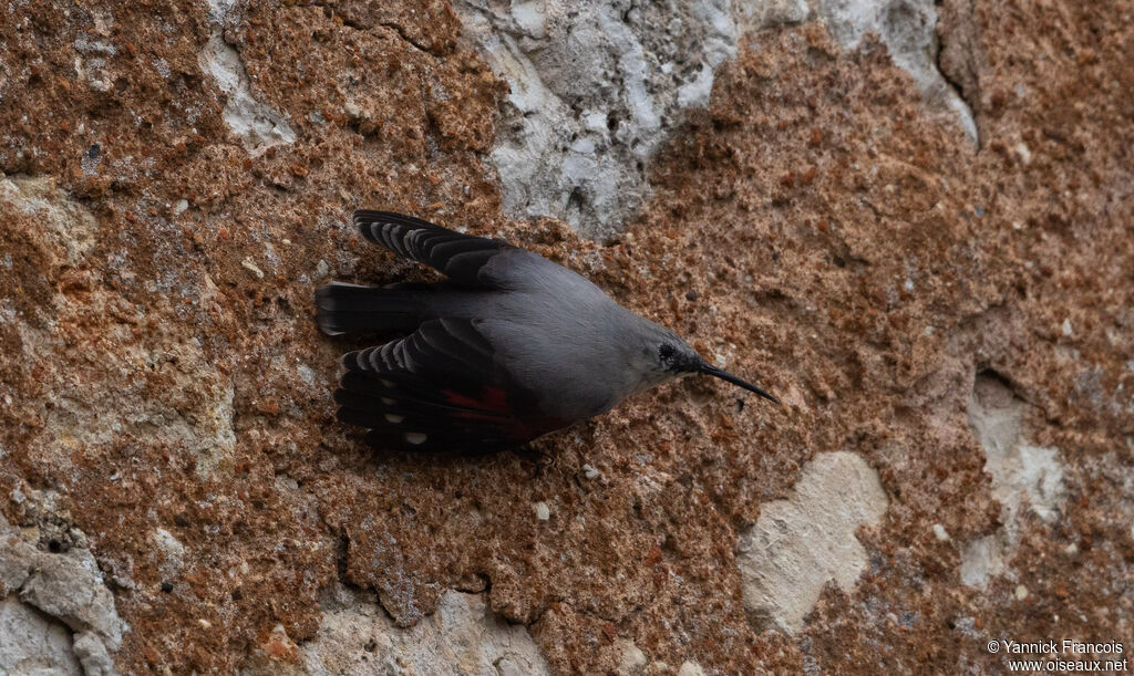 Tichodrome écheletteadulte, identification, composition