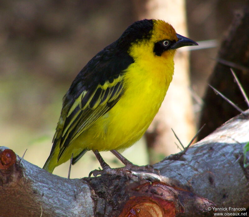 Baglafecht Weaver male adult breeding, identification, aspect