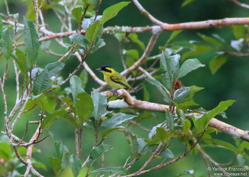 Todirostre bridéadulte, habitat