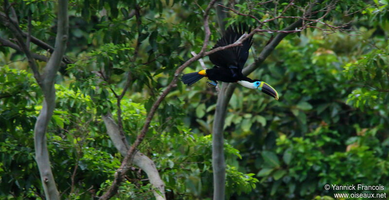 Toucan de Cuvieradulte, Vol