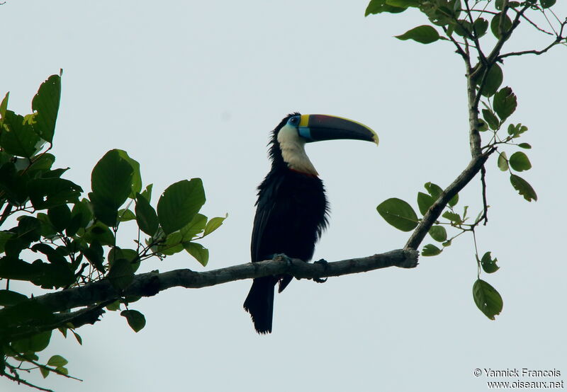 Toucan de Cuvieradulte, habitat