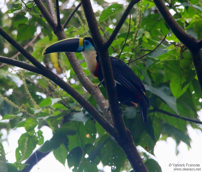 Toucan de Cuvier