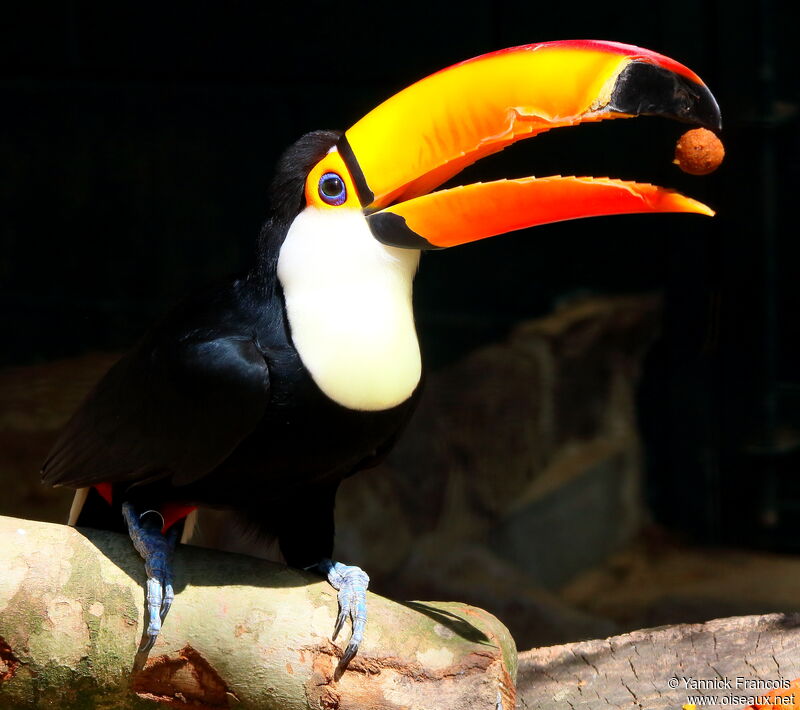 Toco Toucanadult, identification, aspect, eats