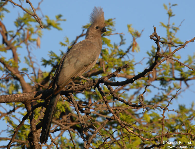 Touraco concoloreadulte, identification, composition