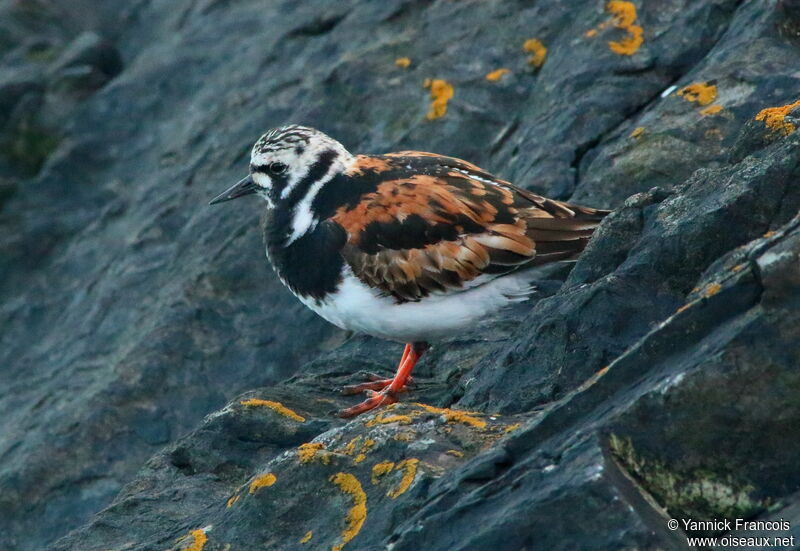 Tournepierre à collieradulte, identification, composition