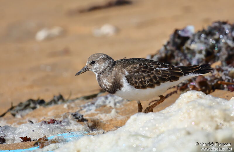 Ruddy Turnstoneadult post breeding, identification, aspect